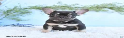 French Bulldog dogs for sale: Gracie - Ad 4