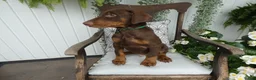 Doberman Pinscher dogs for sale: Doberman Pinscher 2 Duke - Ad 8