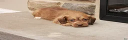 Jackapoo dogs for sale: Jandon - Ad 4