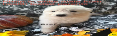 Philip 
