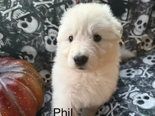 German Shepherd dogs Philip - Ad 30