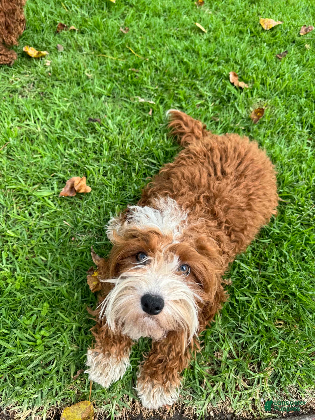 Cavapoo dogs for sale: Cavapoo Puppy 2 - Ad 4