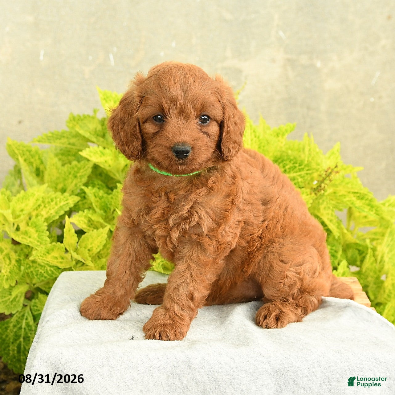 Miniature Poodle dogs for sale: Darla - Ad 4