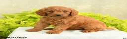 Miniature Poodle dogs for sale: Darla - Ad 1
