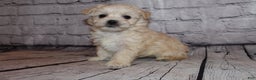 Morkie dogs for sale: Joy - Ad 3