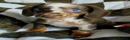 Miniature Dachshund dogs for sale: TILLY - Ad 4
