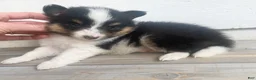 Shetland Sheepdog dogs for sale: Neesha - Ad 12
