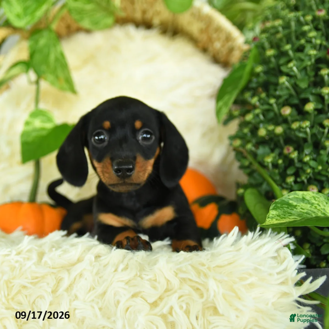 Miniature Dachshund dogs for sale: Sparky - Ad 1