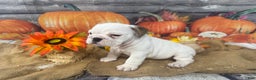 English Bulldog dogs for sale: Mayo - Ad 10