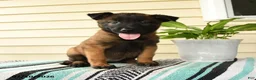 Belgian Malinois dogs for sale: Ayana - Ad 5