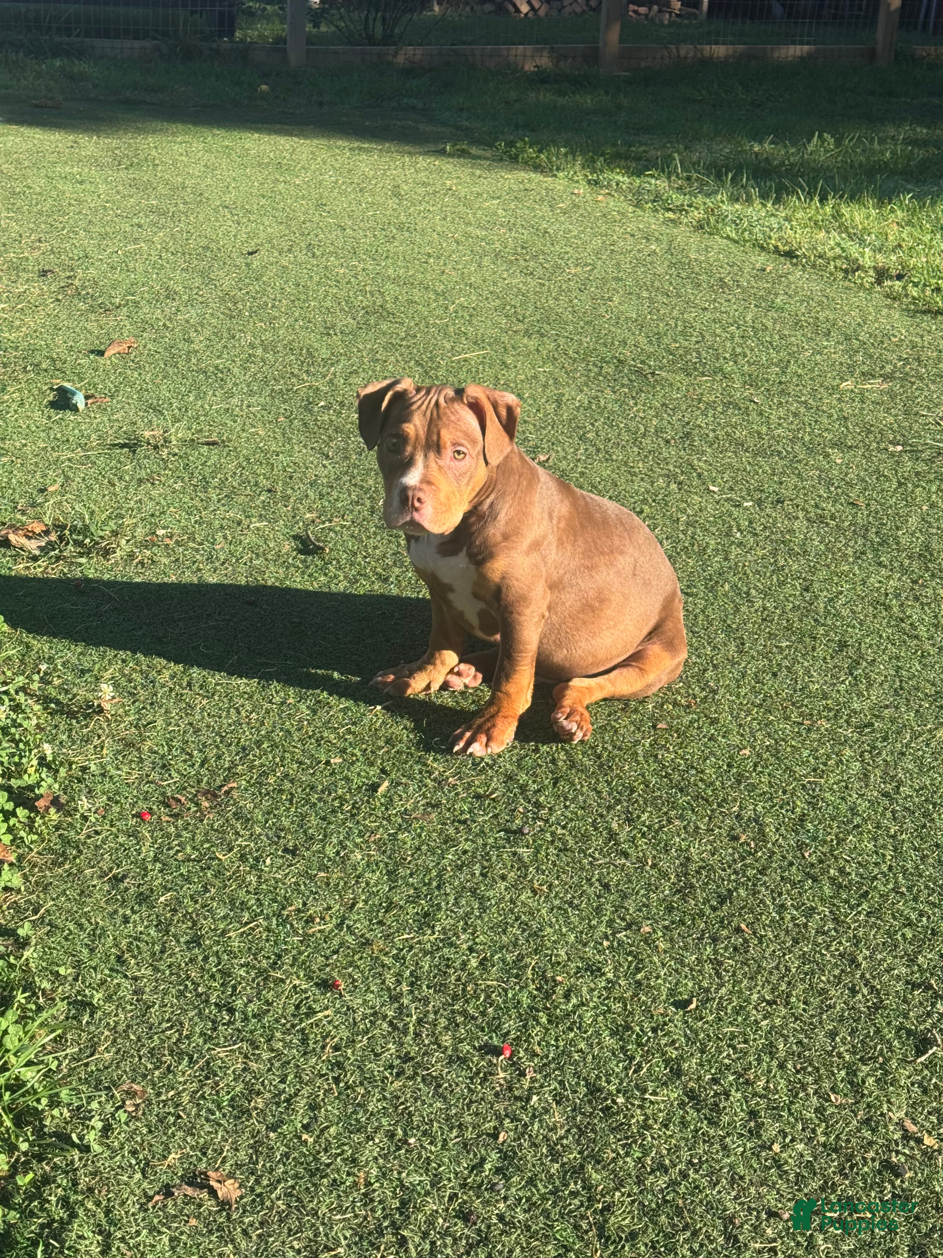 American Bully dogs Pork - Ad 2