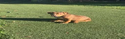 American Bully dogs for sale: Pork - Ad 2