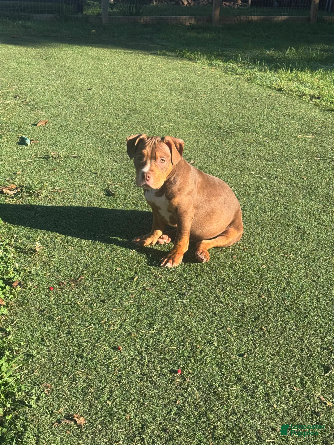 American Bully dogs for sale: Pork - Ad 2
