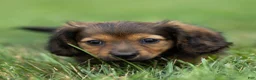 Miniature Dachshund dogs for sale: Marie Miniature Dachshund  - Ad 3