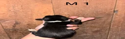 Bernese Mountain Dog dogs for sale: Bernese Mountain Dog m1 - Ad 2