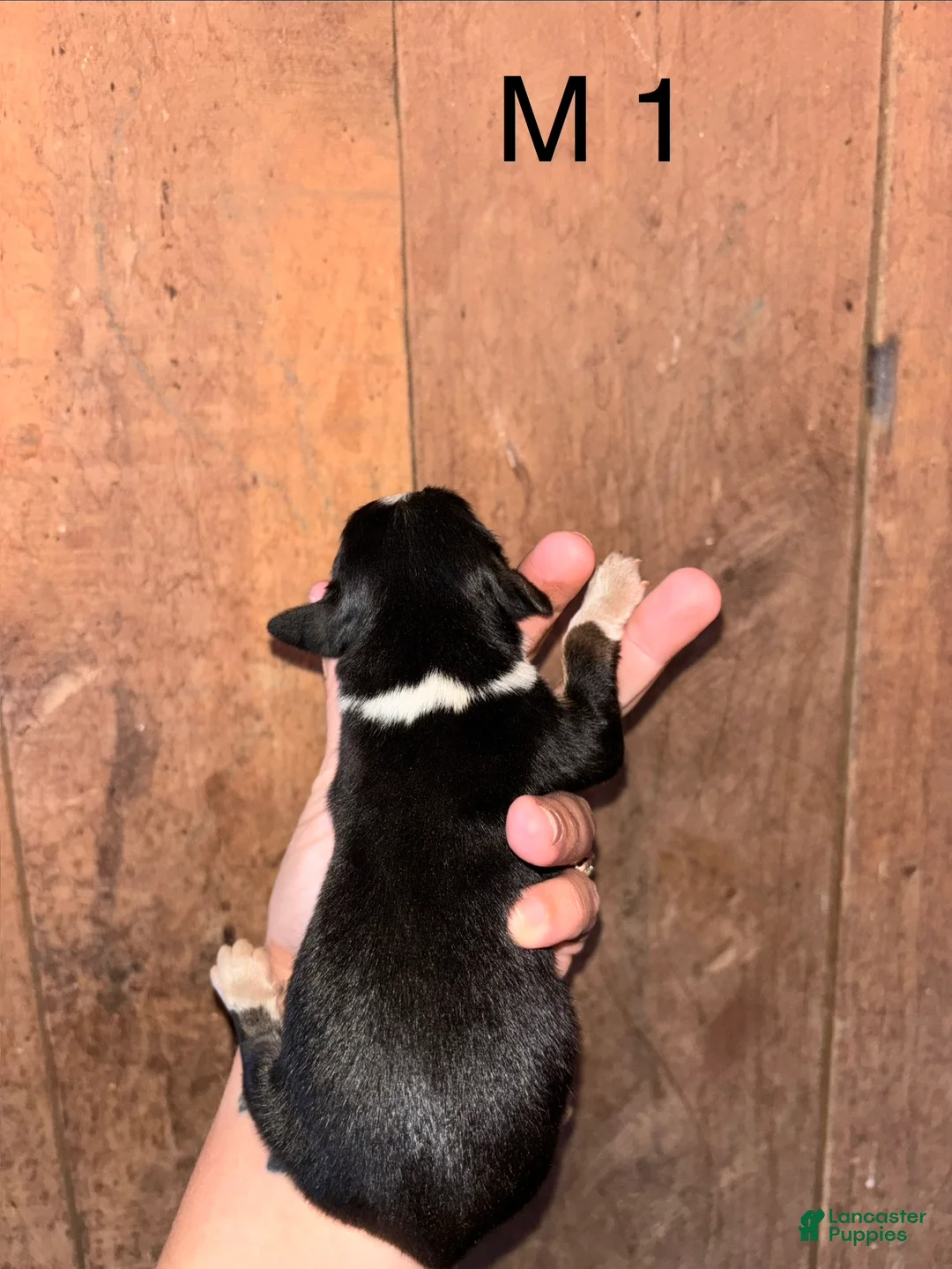 Bernese Mountain Dog dogs for sale: Bernese Mountain Dog m1 - Ad 2