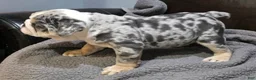 English Bulldog dogs for sale: Butkus - Ad 8