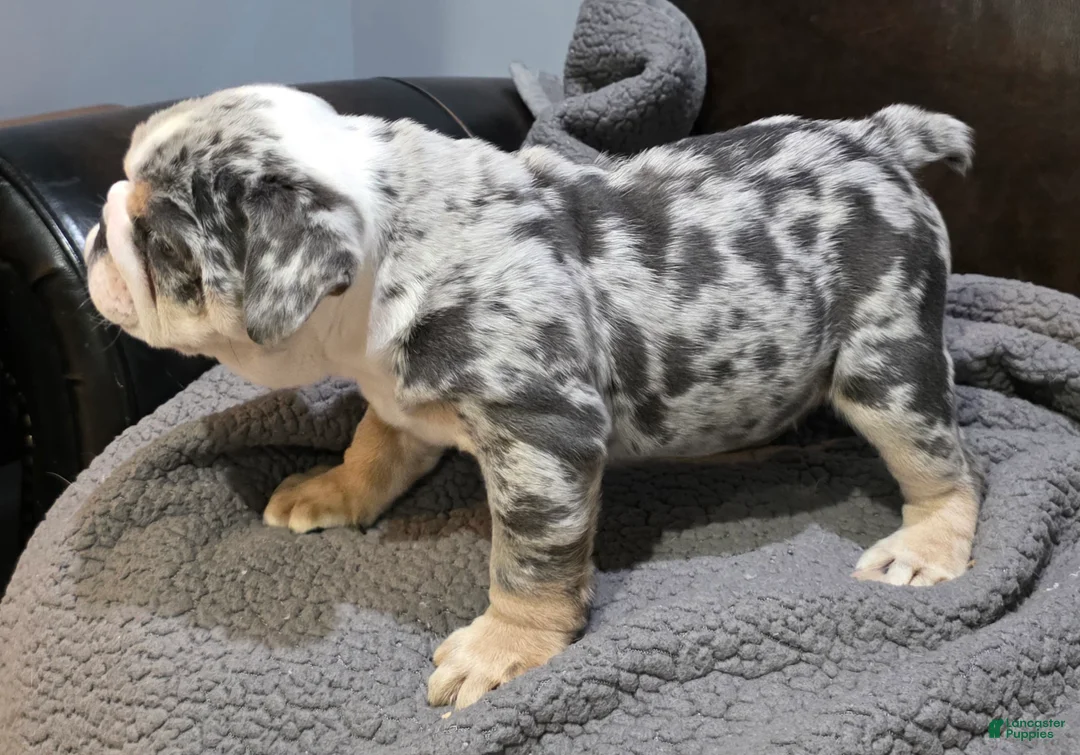 English Bulldog dogs for sale: Butkus - Ad 8