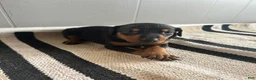 Doberman Pinscher dogs for sale: Orange Collar  - Ad 2