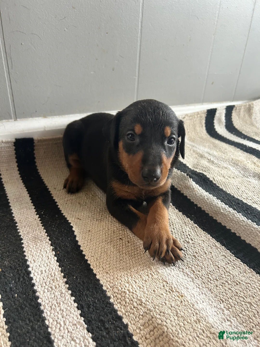 Doberman Pinscher dogs for sale: Orange Collar  - Ad 2