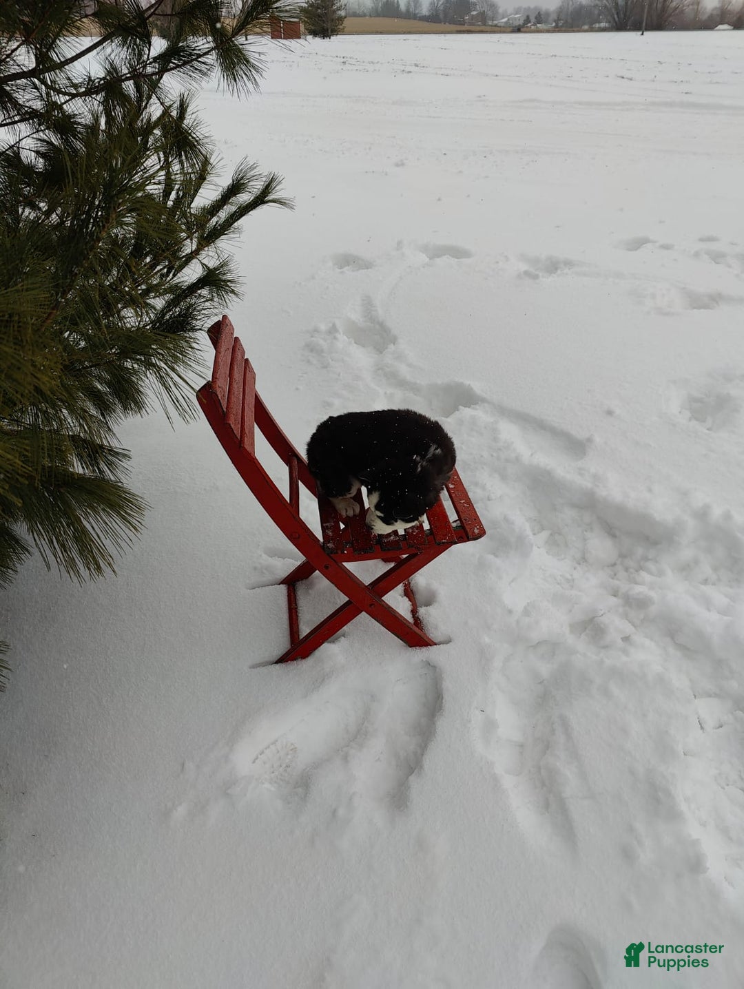 Siberian Husky dogs for sale: Prince Caspian - Ad 10