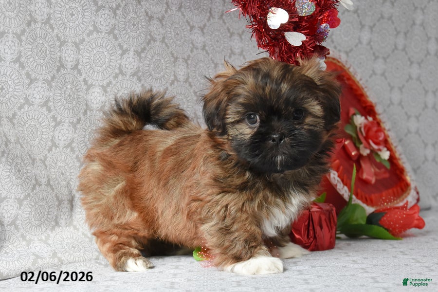 Shih Tzu dogs Smores - Ad 34