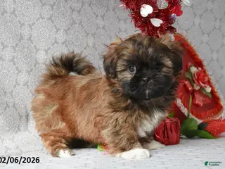 Shih Tzu dogs Smores - Ad 40