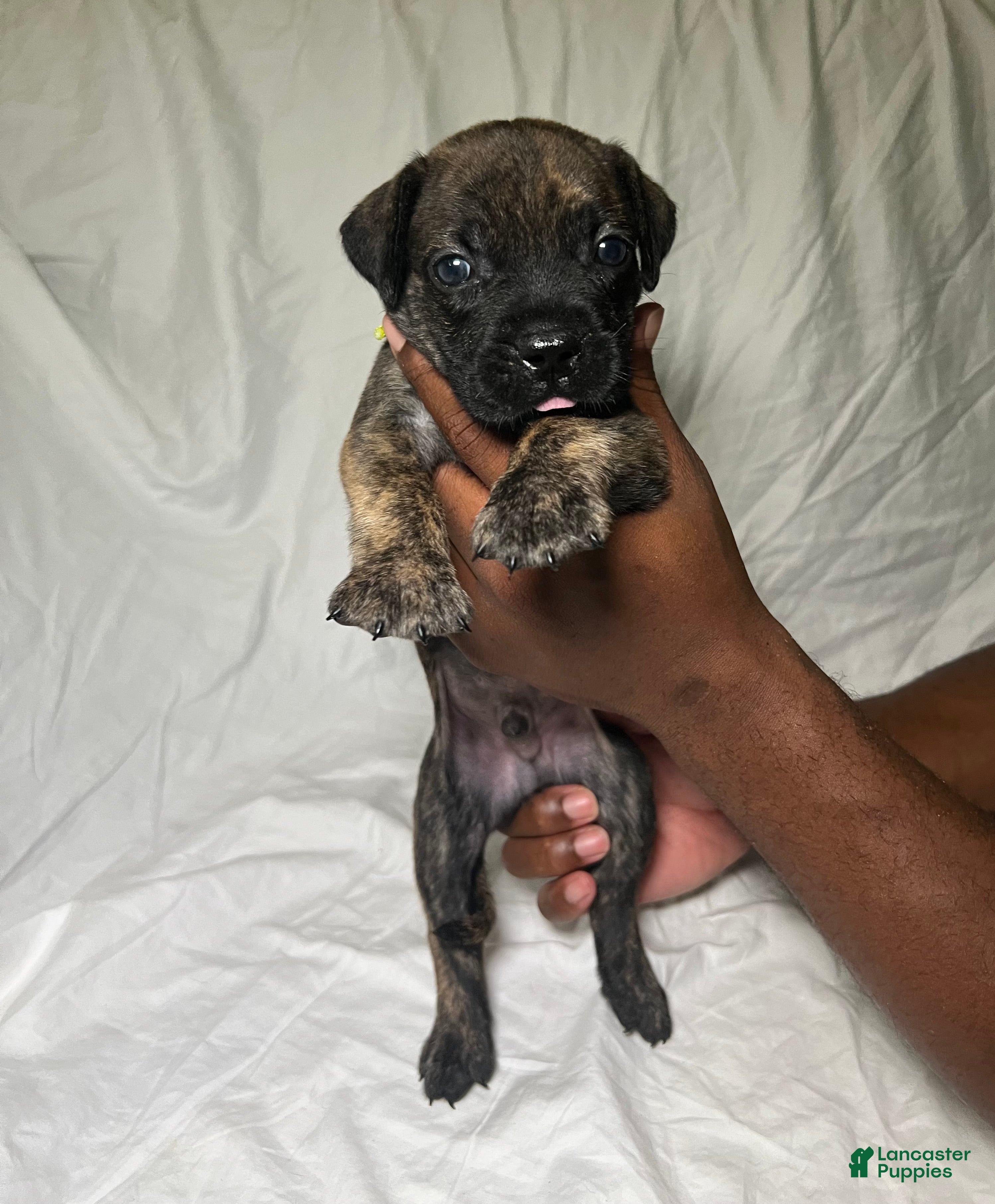 Presa Canario dogs Presa Canario 12 - Ad 13