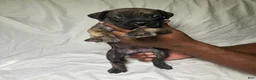 Presa Canario dogs for sale: Presa Canario 12 - Ad 1