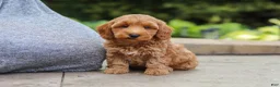 Maltipoo dogs for sale: Ranger - Ad 5