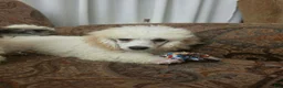 Miniature Poodle dogs for sale: Birch - Ad 8