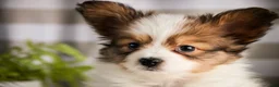 Papillon dogs for sale: Gus - Ad 5
