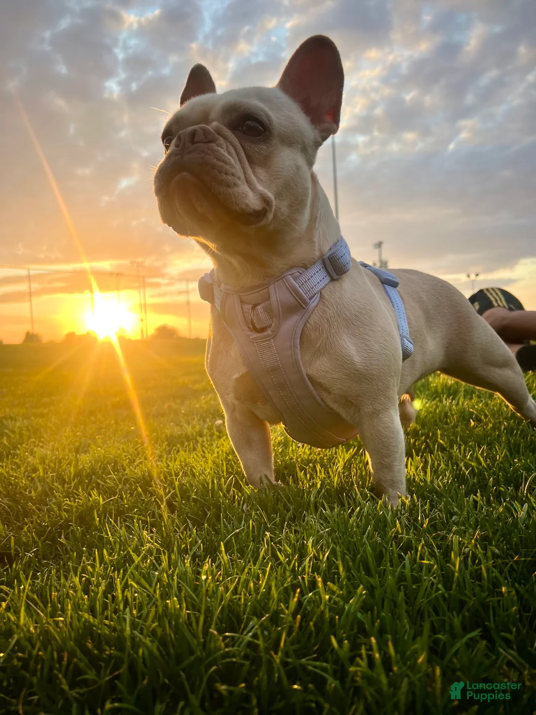 French Bulldog dogs for sale: French Bulldog Puppy 6 - Ad 2