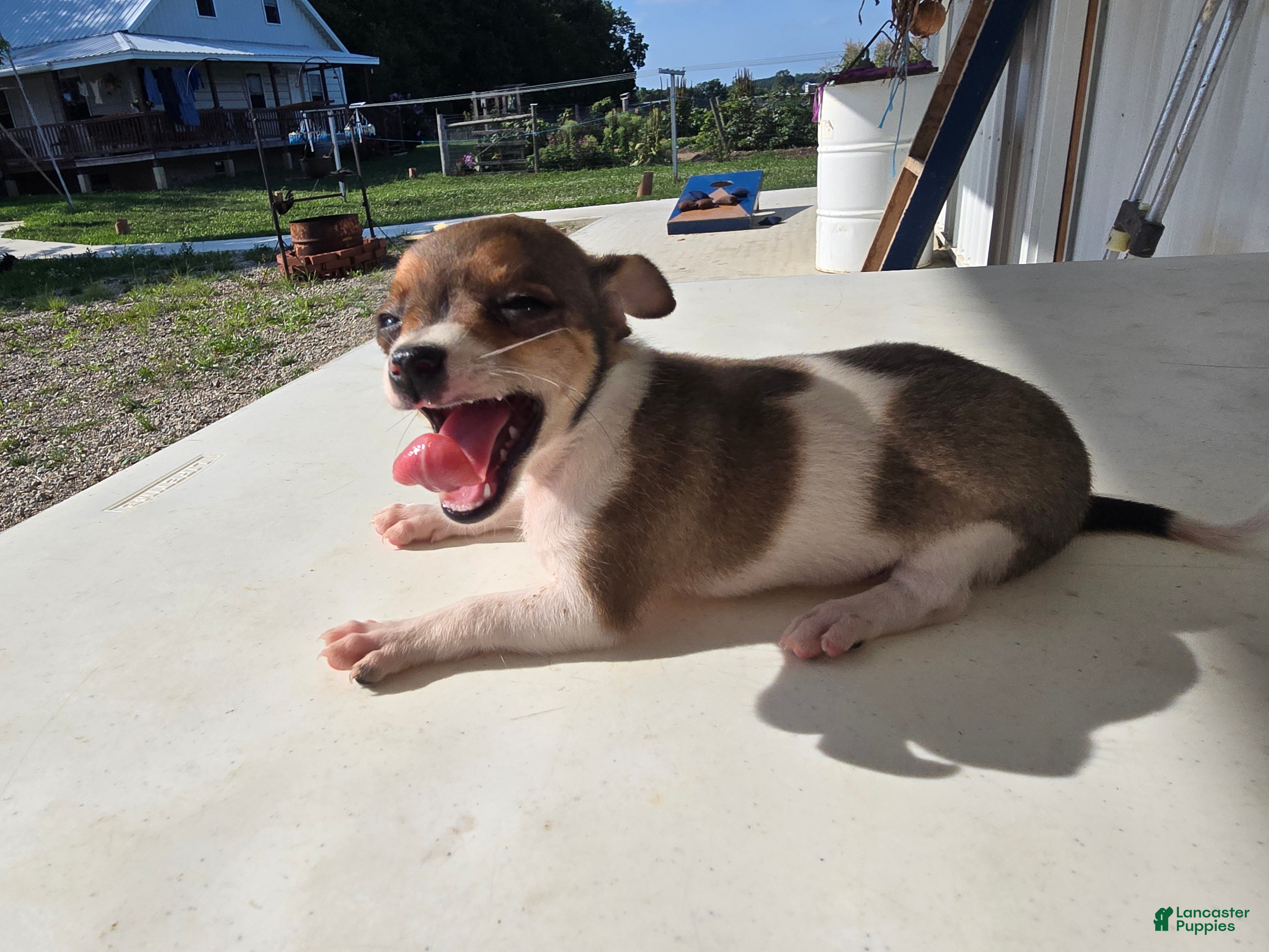 Chihuahua dogs Princess  - Ad 2