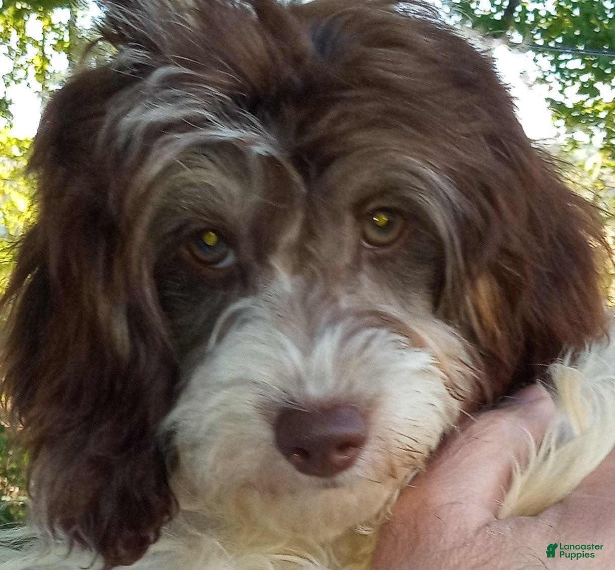 Cockapoo dogs Mayla - Ad 10