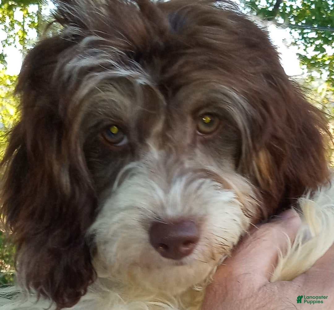 Cockapoo dogs for sale: Mayla - Ad 1