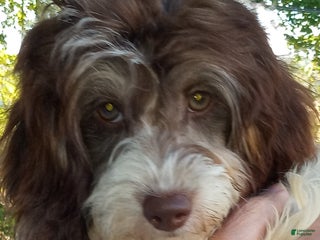 Cockapoo dogs Mayla - Ad 22