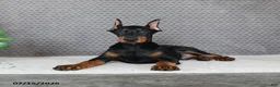 Doberman Pinscher dogs for sale: Duke - Ad 4