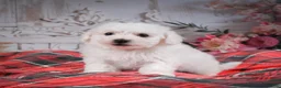 Bichon Frise dogs for sale: AKC-Romeo - Ad 4