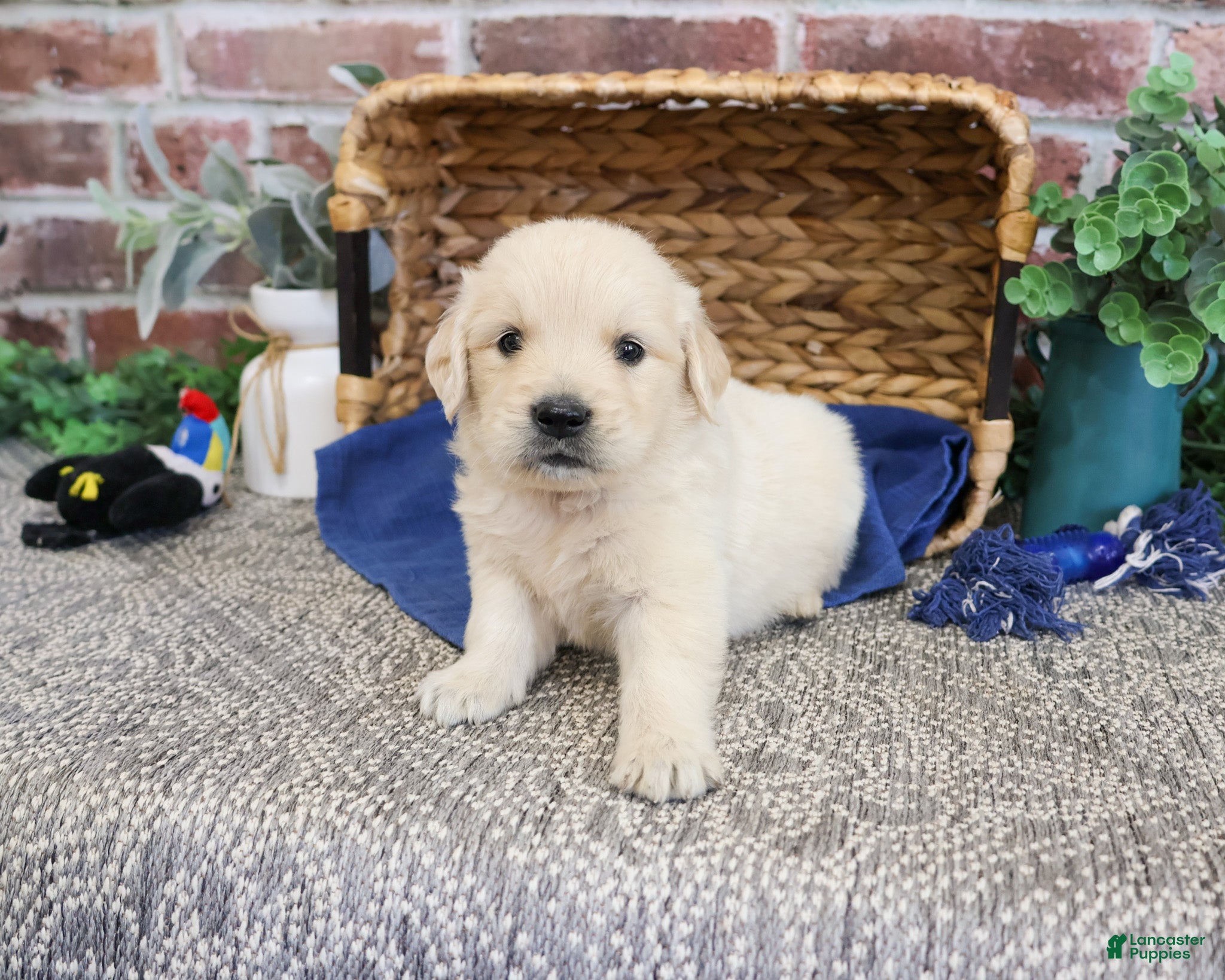 Golden Retriever dogs Gilbert - Ad 1