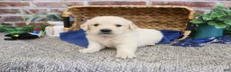 Golden Retriever dogs for sale: Gilbert - Ad 1