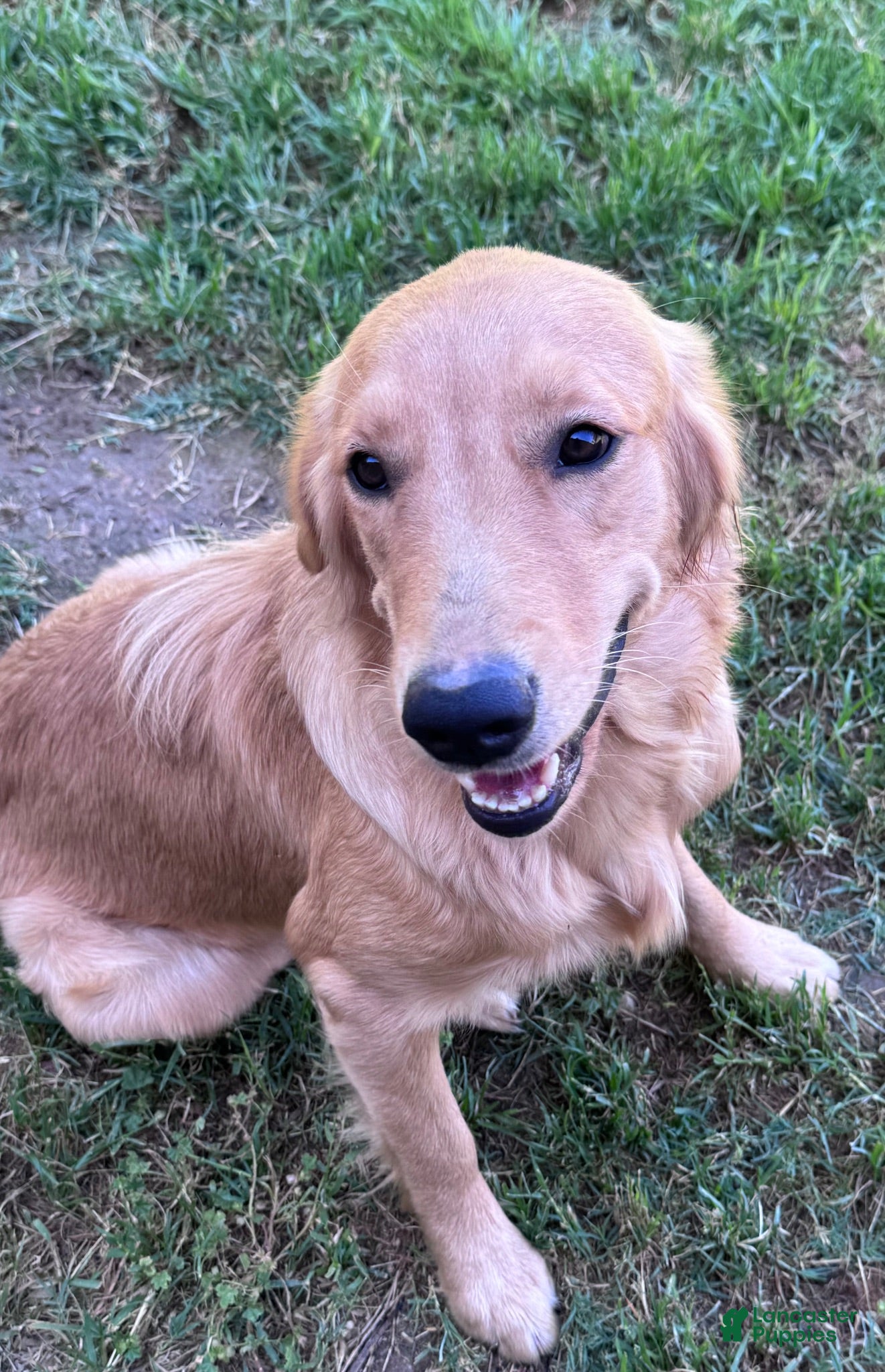Golden Retriever dogs Quinn - black collar, male - Ad 2