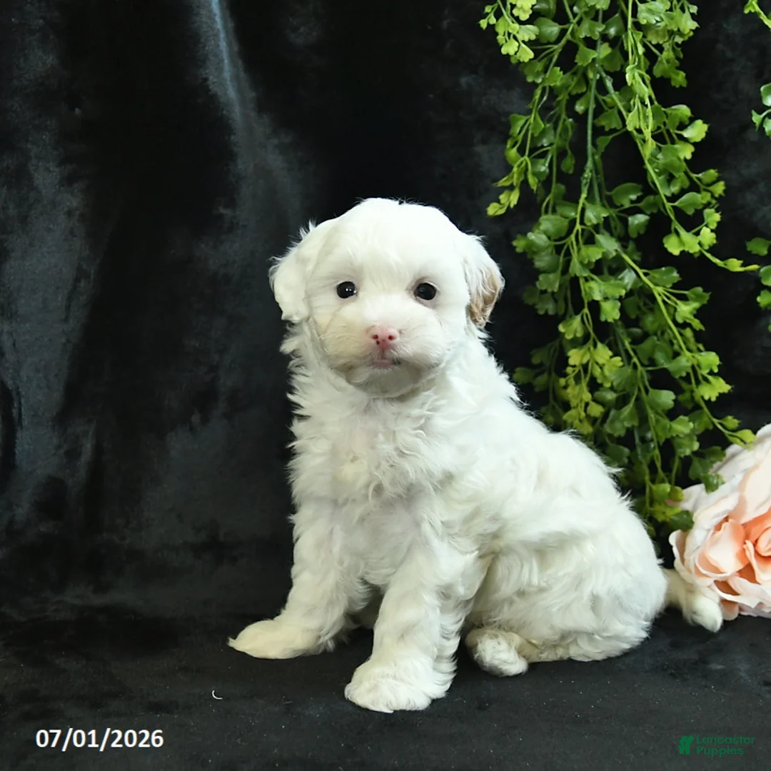 Maltipoo dogs for sale: Harrison  - Ad 1