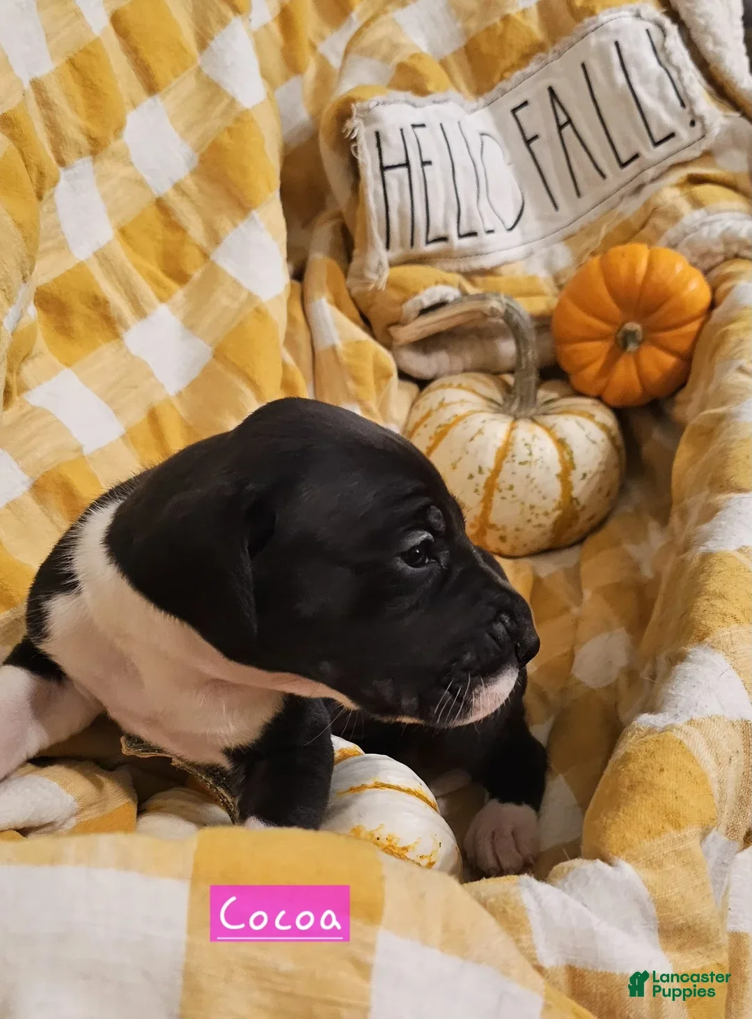 Great Dane dogs for sale: Cocoa - Ad 7