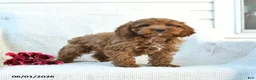 Cockapoo dogs for sale: Joey - Ad 4