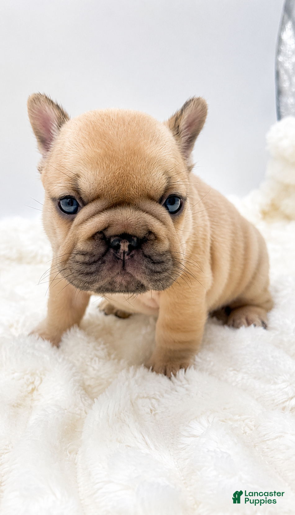 French Bulldog dogs for sale: Porkchop  - Ad 1
