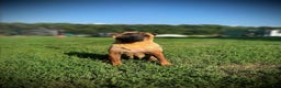 Shar Pei dogs for sale: Grub - Ad 4