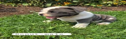 Olde English Bulldogge dogs for sale: Scout - Ad 2