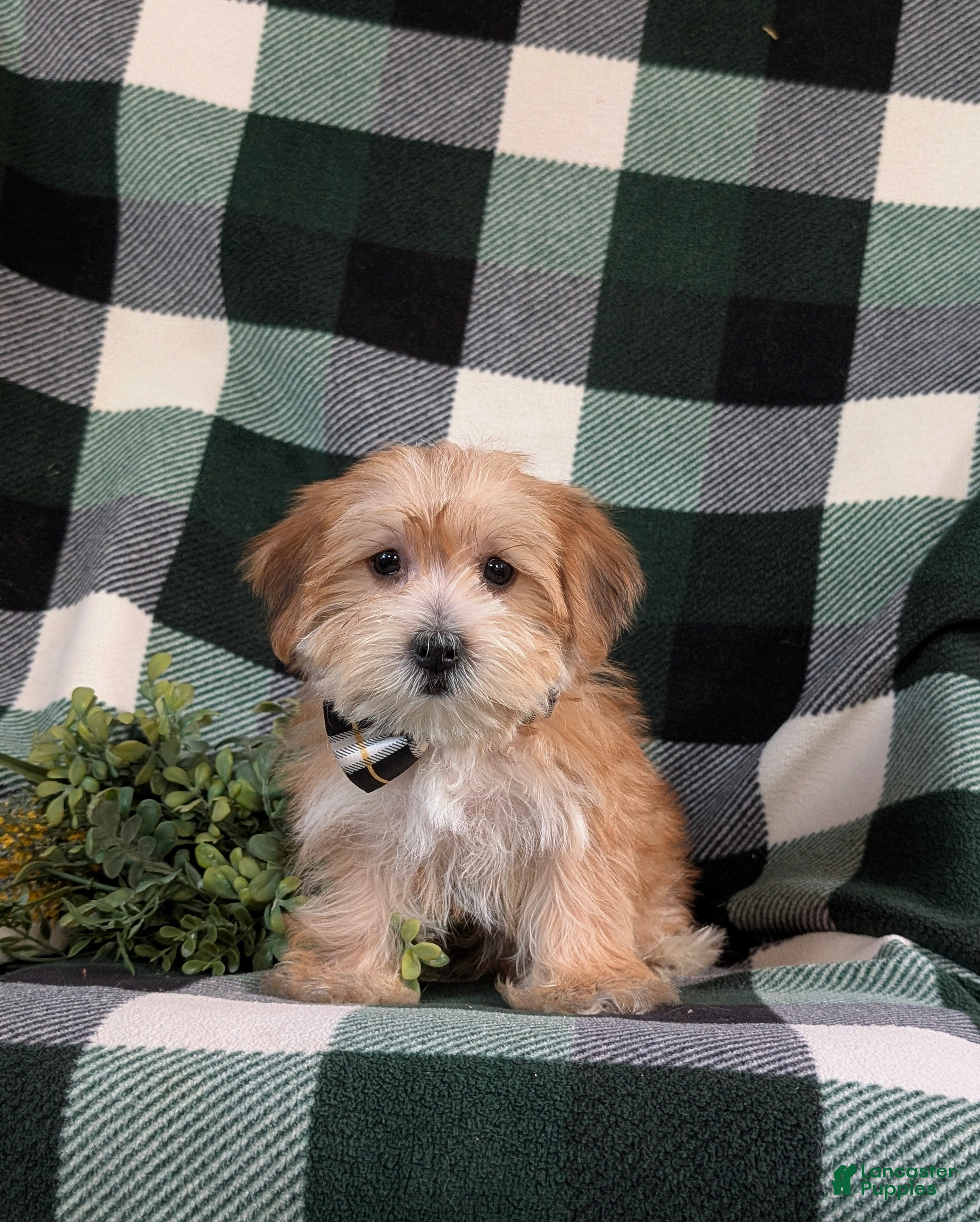 Morkie dogs Beethovan 7 lbs Full Grown - Ad 2