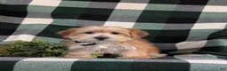 Morkie dogs for sale: Beethovan 7 lbs Full Grown - Ad 2